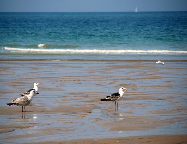 Goélands plage côte d'Opale